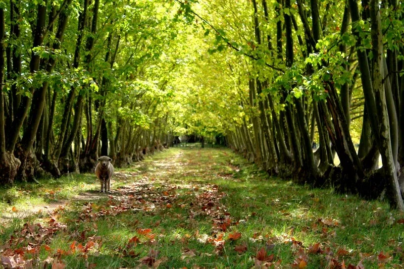 A sheep walking down a green, tree-lined path on the farm