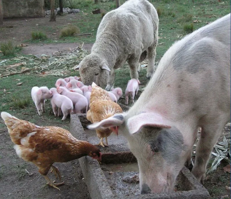 Sheep, pigs, and chickens together on the farm